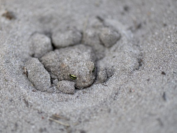 Kreuzkröten graben sich gerne auch im Sand ein (P. Salm)
