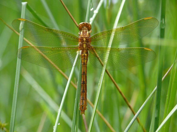 An Quellen im Arnsberger Wald findet man den seltenen Kleinen Blaupfeil (R. Joest)