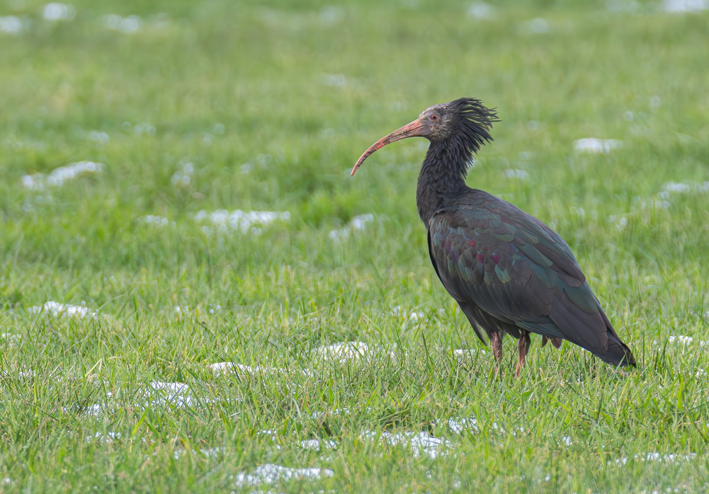 Waldrapp