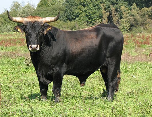 Lombritz (Taurus-Zuchtbulle) Foto: M. Scharf