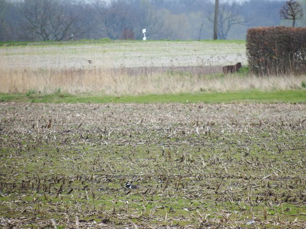 Brütende Kiebitze auf dem Acker sind nicht leicht zu finden (C. Härting)