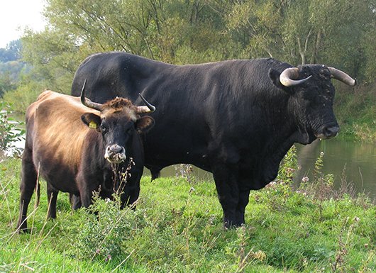 Taurus Bulle im Vergleich zu einer Heckrindkuh (Foto:M.Scharf)