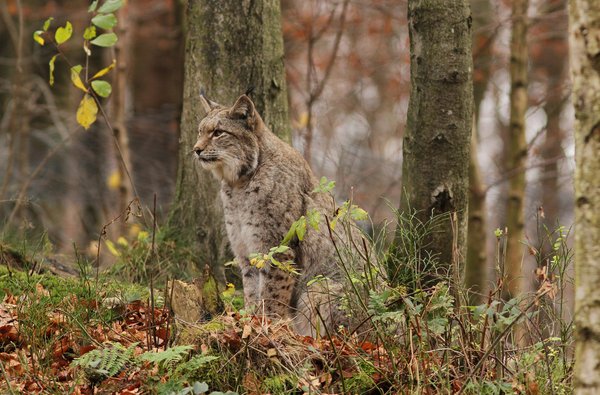 Luchs (H. Vierhaus)