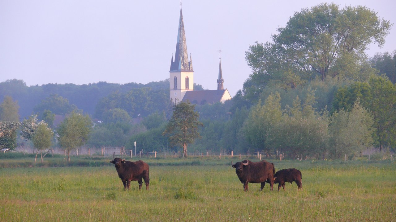 Woeste