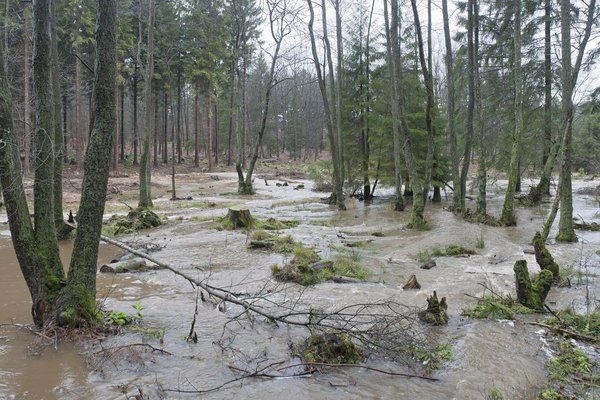 Die renaturierte Kleine Schmalenau bei Hochwasser (J. Drüke)