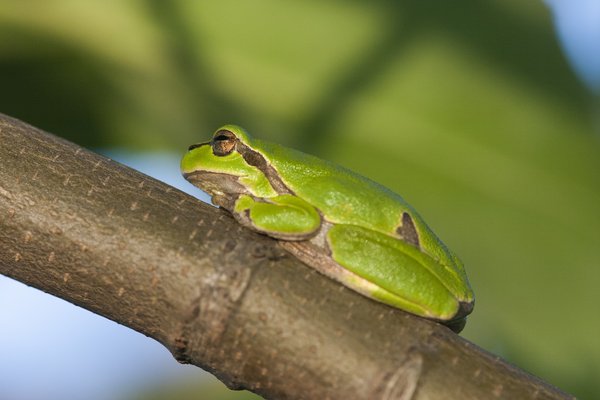 Der Laubfrosch klettert gerne mal auf Bäume (B. Beckers)