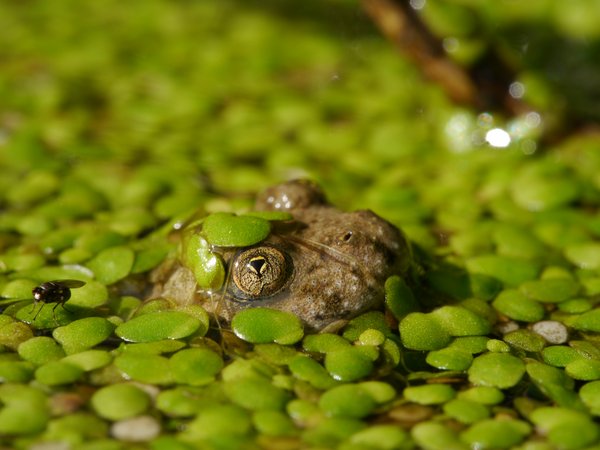 Gelbbauchunke (M. Scharf)