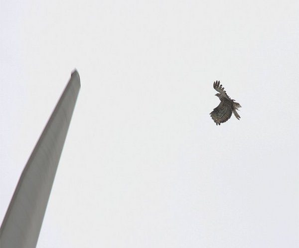 Wespenbussard stoppt vor einem sich drehenden Rotorblatt einer Windanlage bei Bausenhagen (M. Wenner)