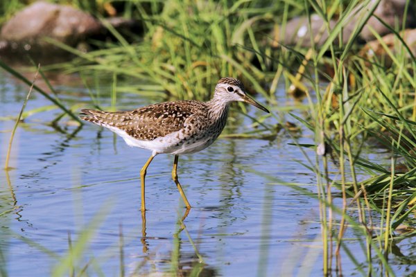 Bruchwasserläufer (B. Beckers)