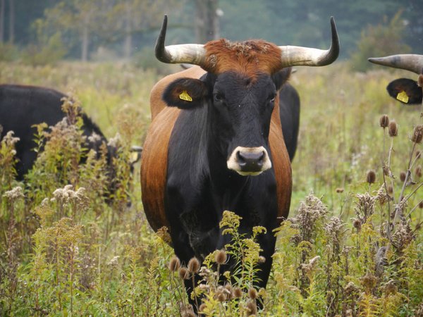 typische Kuh der ABU Taurus-Rinder