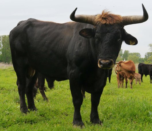 Lamark (Taurus-Zuchtbulle) (Foto: M.Scharf)