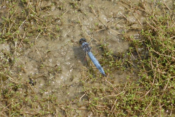 Auch Libellen wie der Südliche Blaupfeil profitieren von den Wasserflächen (P. Salm)