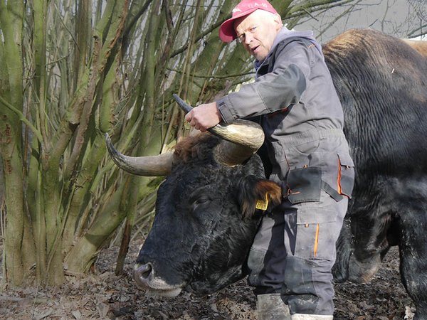 Taurus-Bullen Linnet mit seinem Züchter  (Foto:R.Loerbroks)