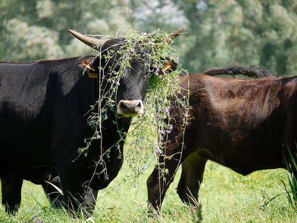Rinder forkeln mit ihren Hörnern in Stauden und, wie hier zu sehen, in Rankpflanzen (Foto: M. Schaf)