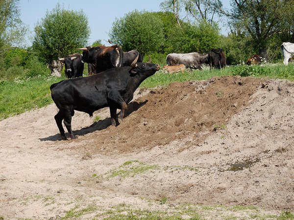 Bullen und Kühe der Taurus-Rinder scharren und wühlen mit Hufen und Hörner und erzeugen so kleinräumige offene Rohbodenstellen (Foto: M. Schaf)