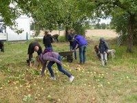 Äpfel sammeln macht gemeinsam Spaß (R. Joest)