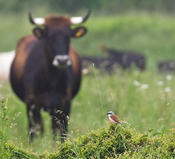 Der Neuntöter erreicht höchste Dichten auf den Naturentwicklungsflächen (M. Bunzel-Drüke)