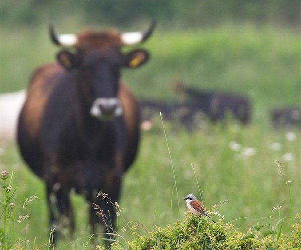 Insektenfressende Vögel und Fledermäuse finden auf den Wildenweiden viel Futter - Hier der Neuntöter mit der Küchencheffin bzw Mistfliegenzüchterin Tauruskuh 426  im Hintergrund (M. Bunzel Drüke)