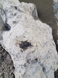 Fischotter Losung (Foto: ABU Biostation Soest)