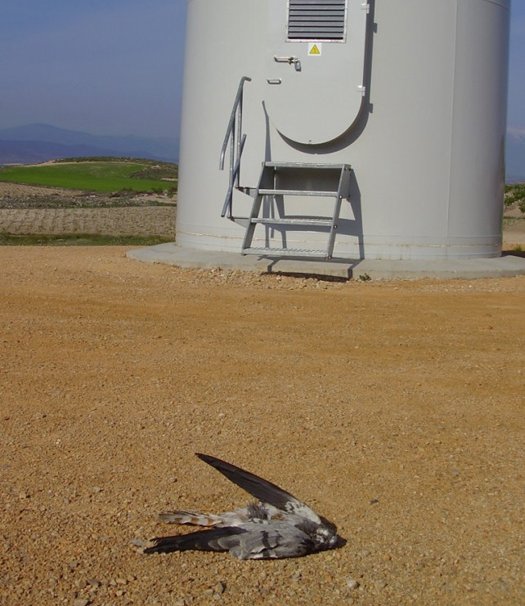 Totfund einer Wiesenweihe unter einer Windanlage (A. Camina)