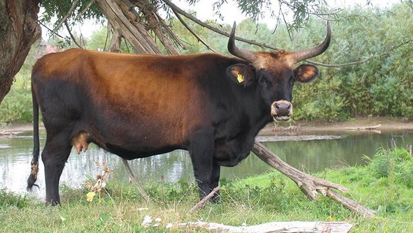 Heckrind Zucht-Kuh in der Herde in der Klostermersch (Foto: M.Scharf)