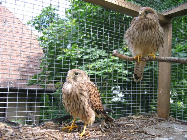 Bevor die Tiere ausgewildert werden können, müssen sich für einige Zeit in einen Auswilderungskäfig (D. Hegemann)