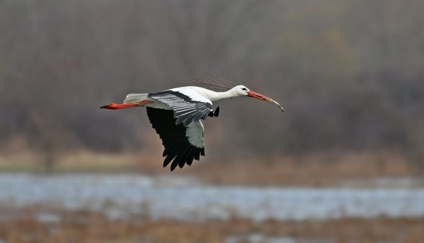 Vorm Beginn der Brut wird erst mal Material zur Ausbesserung des alten Horstes heran geschafft (E. Salm)