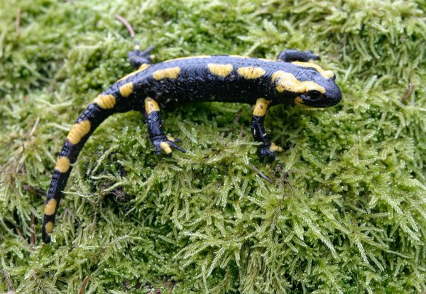 Feuersalamander (O. Zimball)