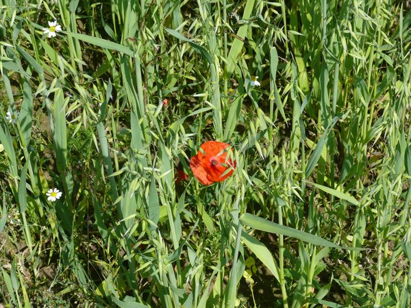 Extensivierte Getreideanbau fördert Ackerwildkräuter und Insekten (R. Joest)
