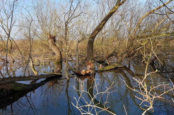 Der Graben wurde vom Biber zu einem Teich angestaut (N. Jaworski)