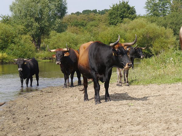 Taurusrinder in der Hellinghauser Mersch (M. Scharf)