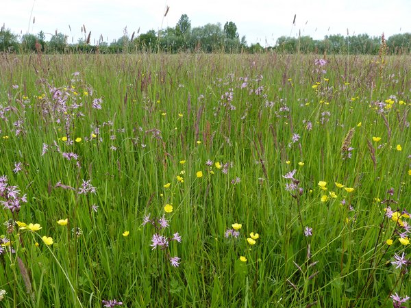 Artenreiche, feuchte Glatthaferwiese im Osten des Gebietes (L. Hauswirth)