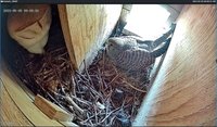 Zu Beginn der Saison war noch unklar, ob Turmfalke und Schleiereule sich den Kasten teilen würden