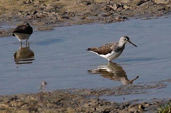 Waldwasserläufer (M.Wenner)