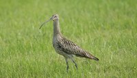 Der Große Brachvogel (Foto: A. Müller)