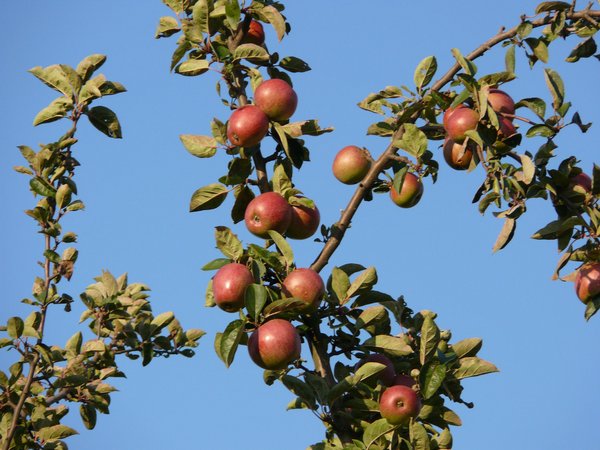 Mit Spenden finanzieren auch den Erhalt unserer Obstwiese in Schallern (R. Joest)