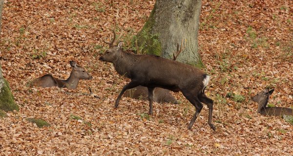 Sikahirsch (H. Vierhaus)