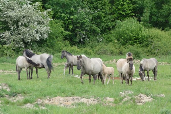 Auch Konikpferde werden auf den Naturentwicklungsflächen eingesetzt (P. Salm)